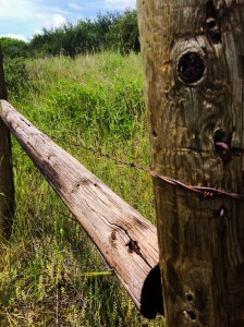 19143026218_eae324b2d2_o